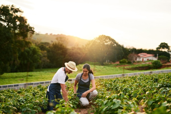Ajustement de droits à paiement de base : quelques précisions pour les exploitants agricoles…